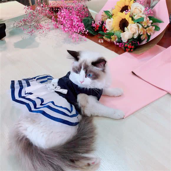驿佳·猫咖 宠物店湖经店(湖经店):武汉市江夏区藏龙岛附近