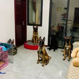 欢喜训犬寄养中心:武汉市新洲区新洲区附近