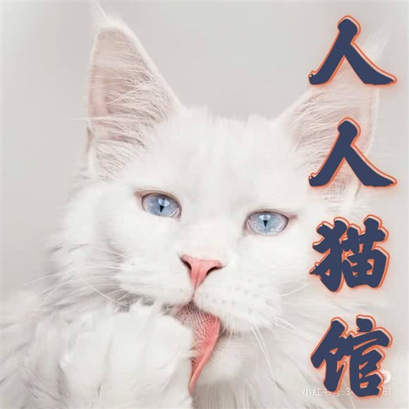 人人猫馆:十堰市茅箭区五堰附近