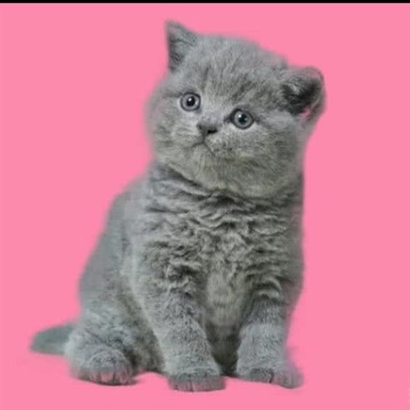 若隐猫舍·巷子里的猫:襄阳市樊城区万达附近