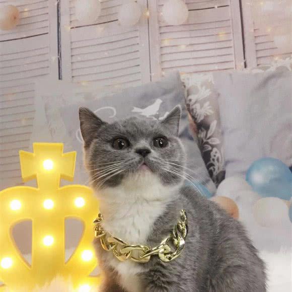 阿羡猫舍:天津城区东丽区东丽开发区附近