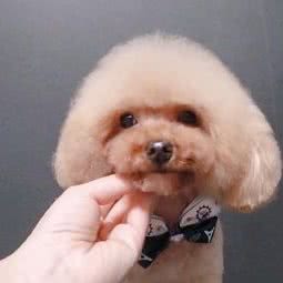 友家宠物店:天津城区东丽区华侨城欢乐谷附近