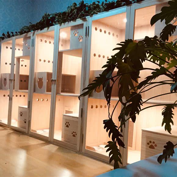 慧敏猫咪寄养酒店:天津城区东丽区华侨城欢乐谷附近