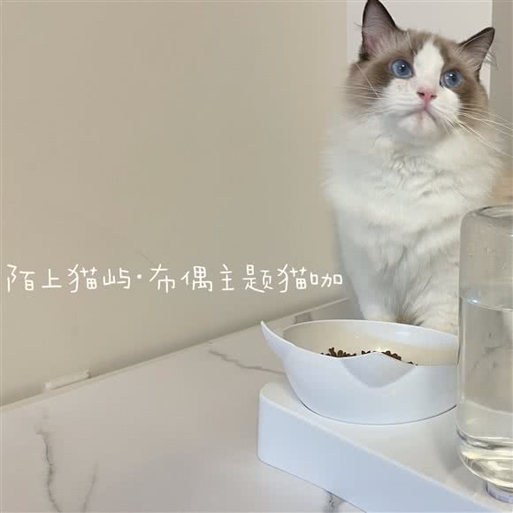 陌上猫屿·猫咖(布偶主题店):长沙市芙蓉区五一广场附近