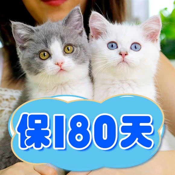 lincat·猫舍:长沙市芙蓉区解放西路附近