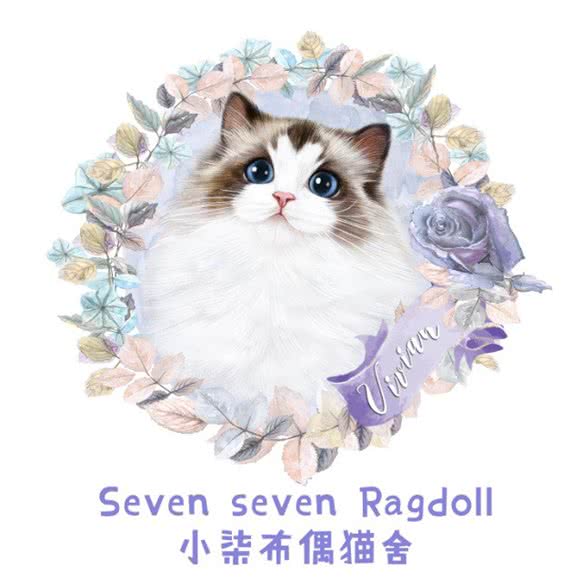 小柒布偶猫舍:长沙市芙蓉区人民东路附近