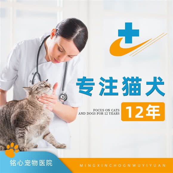 铭心宠物医院犬猫专科 动物眼科 免疫点:长沙市天心区铁道学院/林科大附近