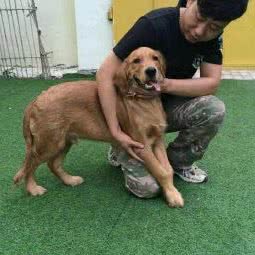 乐宝训犬寄养:天津城区西青区杨柳青附近