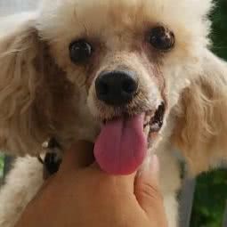 世纪臻宠犬业:天津城区西青区杨柳青附近