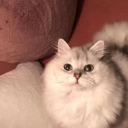 Diamond呆萌酱猫舍:长沙市开福区湘江世纪城附近