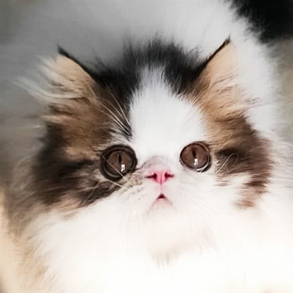 桔子猫舍(德思勤店):长沙市雨花区德思勤城市广场附近