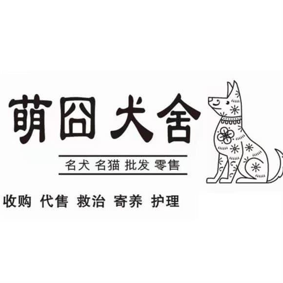 萌囧犬舍·猫:株洲市芦淞区汉华国际附近