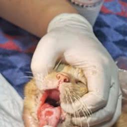 株洲市宠物中心医院猫病专科医院:株洲市天元区沿江风光带附近