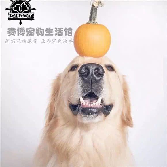 赛博宠物生活馆:衡阳市蒸湘区石坳附近