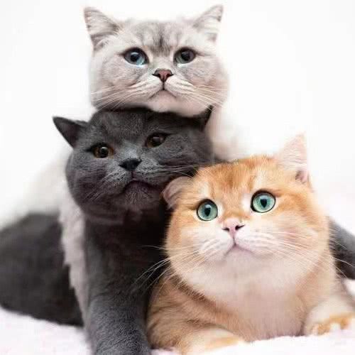 喵星人?猫咖:张家界市永定区中商广场附近