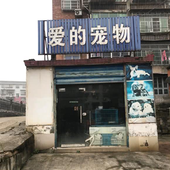 爱的宠物:益阳市赫山区康富路附近
