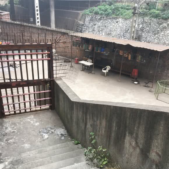 老罗宠物大市场:郴州市苏仙区苏仙区中心城区附近