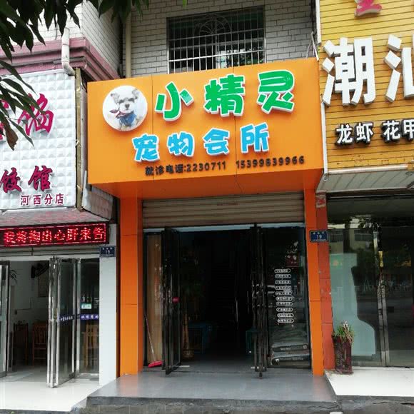 小精灵宠物会所(河西店):怀化市鹤城区河西附近