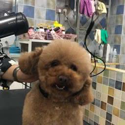 丫丫宠物美容店:怀化市鹤城区顺天大道附近