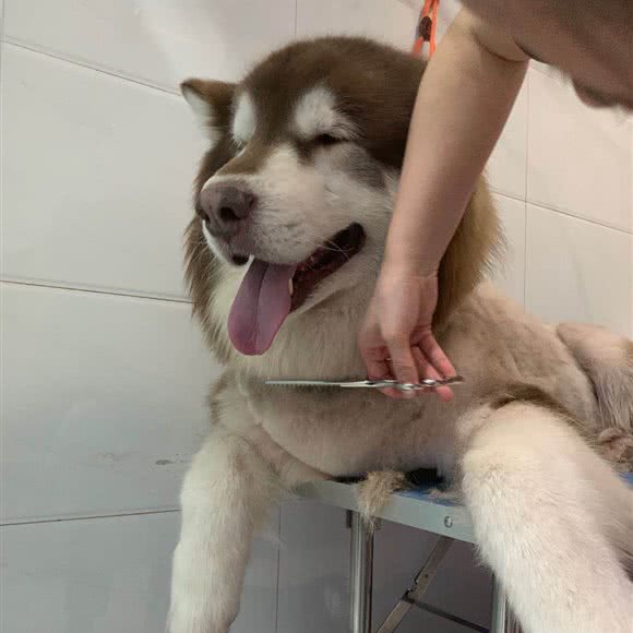 神喵犬驿爱宠用品店:天津城区西青区凌奥附近