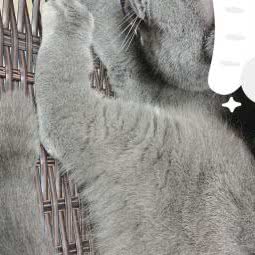猫十九宠物店:广州市荔湾区芳村附近