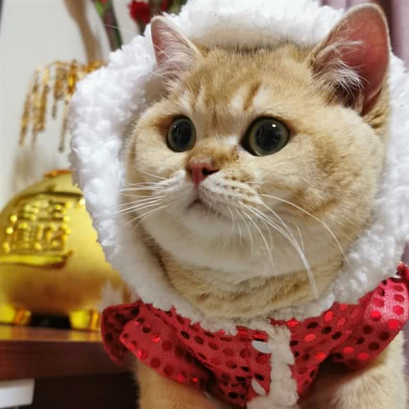招财喵猫舍:广州市越秀区北京路商业区附近