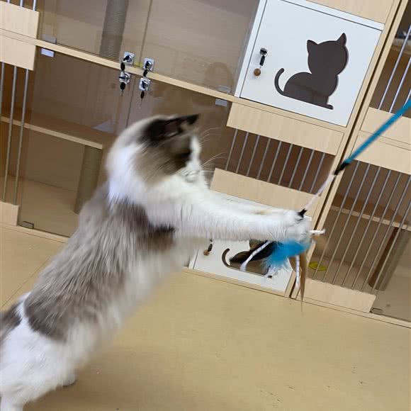 南巷花猫:广州市海珠区工业大道沿线附近