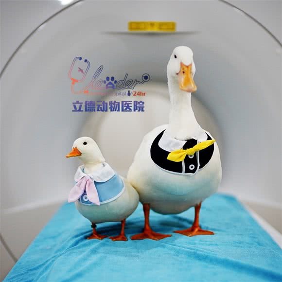 立德动物医院(立德海珠总院):广州市海珠区滨江路沿线附近