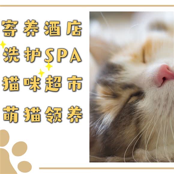 悠米家猫咪寄养酒店:广州市海珠区客村/赤岗附近