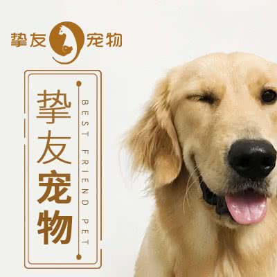 挚友宠物 猫狗专售美容寄养(盈丰路店):广州市海珠区东晓南路沿线附近