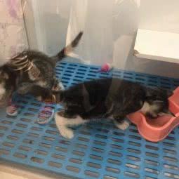 香格里猫(时尚天河商业广场店):广州市天河区天河城/体育中心附近