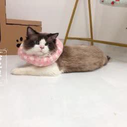 哈欠屋猫咪寄养宠物店:广州市天河区天河公园/上社附近