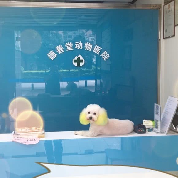 泰善堂动物医院:广州市天河区天河公园/上社附近