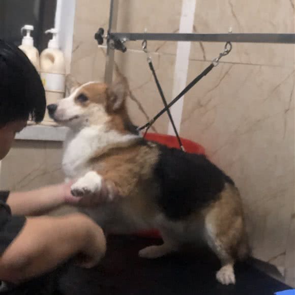 瑞洁宠物美容中心:天津城区西青区华苑科技园附近