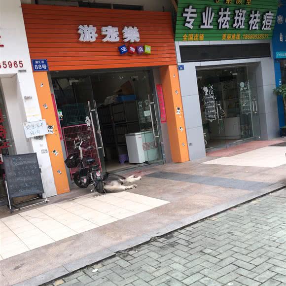 游宠楽宠物会所:广州市天河区车陂/东圃附近