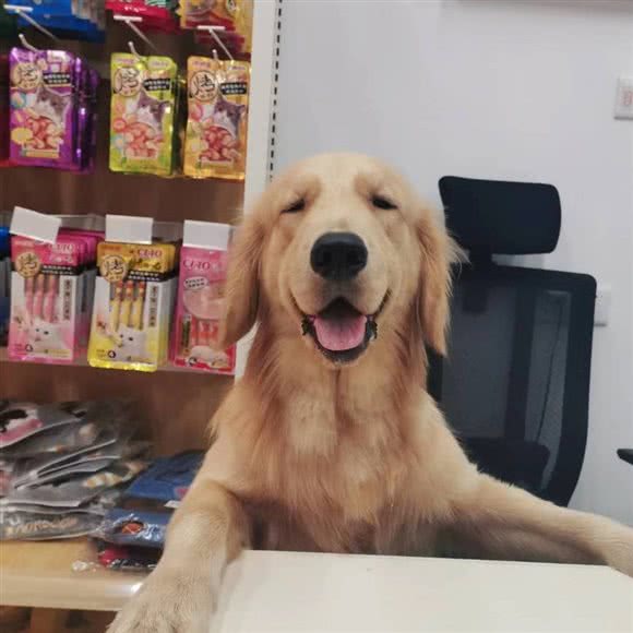 袖虎宠物(智慧城店):广州市天河区小新塘附近