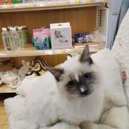 袖虎宠物(春江花园店):广州市天河区棠下附近