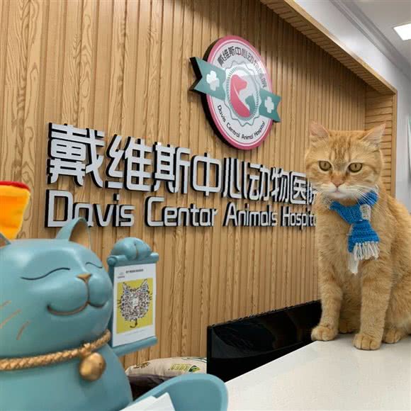 戴维斯宠物医院:广州市天河区棠下附近