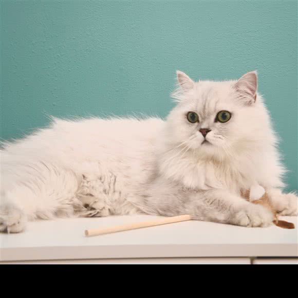 整点猫cat life·猫咖猫舍:广州市天河区正佳广场附近