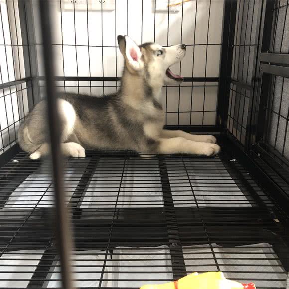 哈士奇专业繁殖犬舍:广州市白云区白云国际机场附近
