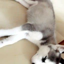 宠宠家庭繁殖名犬狗场:广州市白云区白云国际机场附近