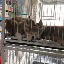 萌宠优加宠物店:天津城区津南区咸水沽附近