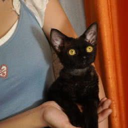 Yomi家的德文卷毛猫阿比西尼亚猫:广州市白云区新市附近