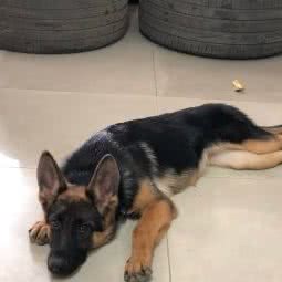 华山犬舍:广州市白云区钟落潭附近