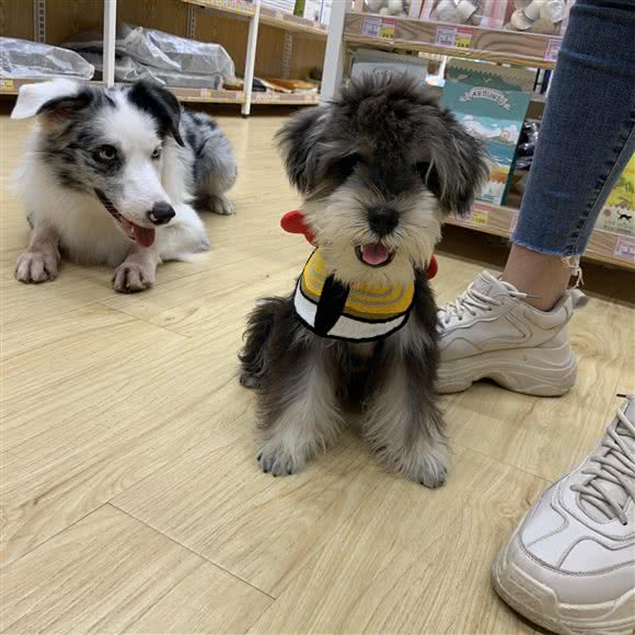 袖虎宠物店(太和店):广州市白云区太和镇附近