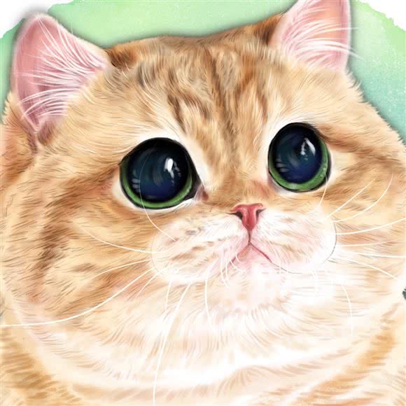 媛墩墩猫舍:天津城区津南区咸水沽附近