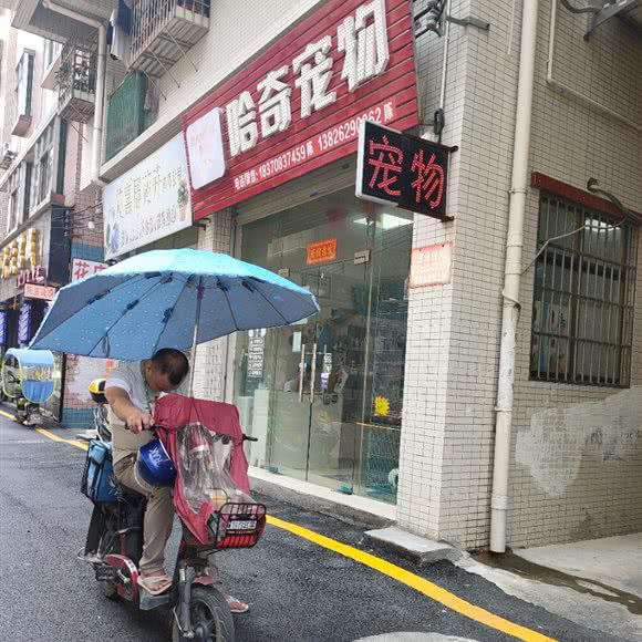 哈奇宠物:广州市白云区嘉禾/人和附近