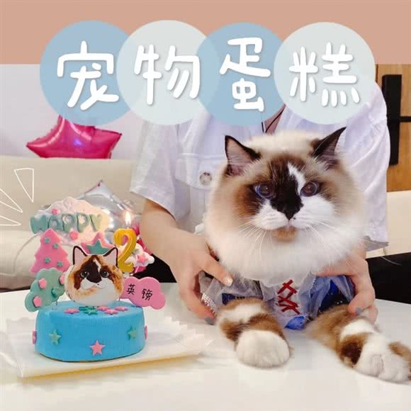 派祺宠物蛋糕:广州市白云区石井附近