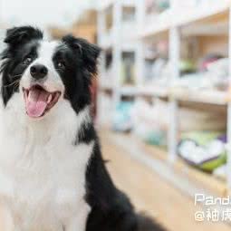 小咪虎宠物(文冲店):广州市黄埔区大沙地附近
