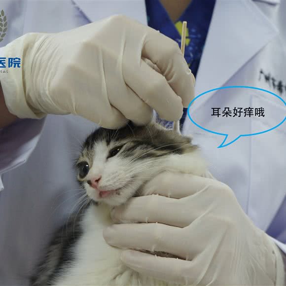 广州市希望动物医院:广州市黄埔区科学城/萝岗高德汇附近